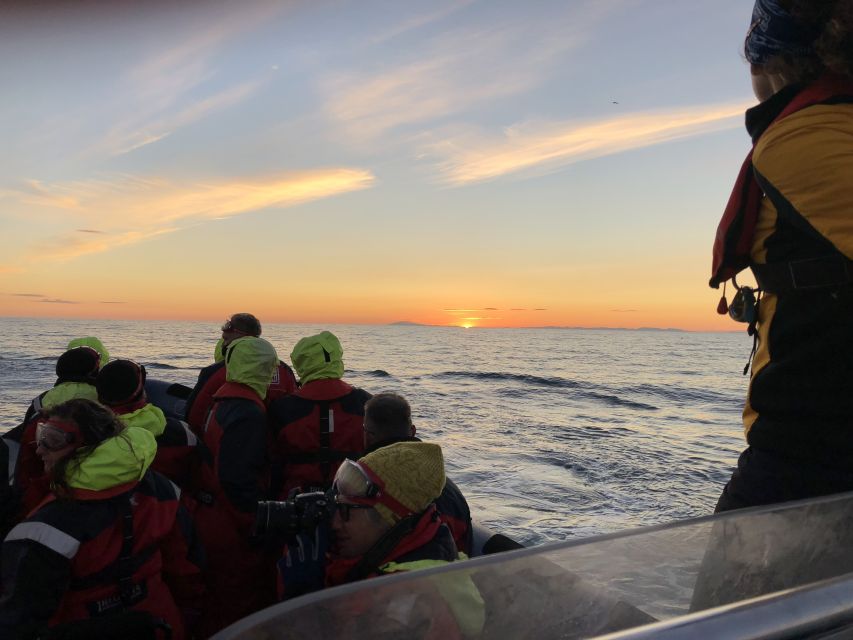 Reykjavik: Premium Whale and Puffin Watching Evening Tour - Guide moments that help you spot faster