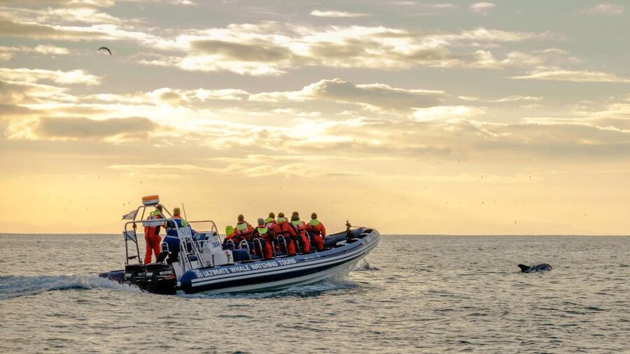 Reykjavik: Premium Whale and Puffin Watching Evening Tour - Price and value: is $200 per person a fair deal?