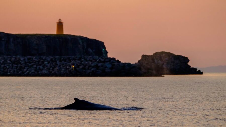 Reykjavik: Premium Whale and Puffin Watching Evening Tour - Who should book, and who should think twice