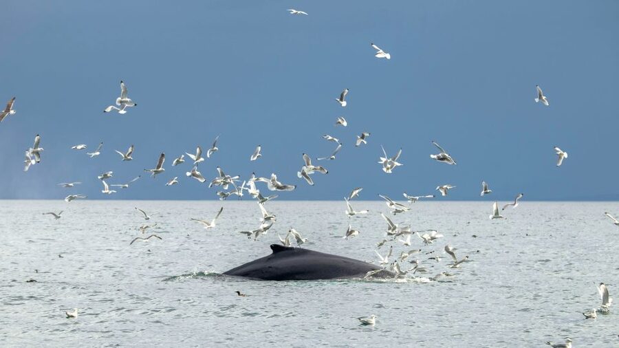 Reykjavik: Premium Whale Watching with Flexible Ticket - Who This Tour Fits Best (and Who Should Skip It)