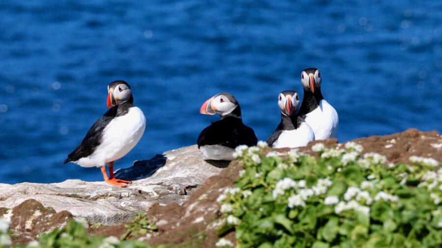 Reykjavik: Premium Whale Watching with Flexible Ticket - RIB Speedboat Safari From Reykjavik Old Harbour
