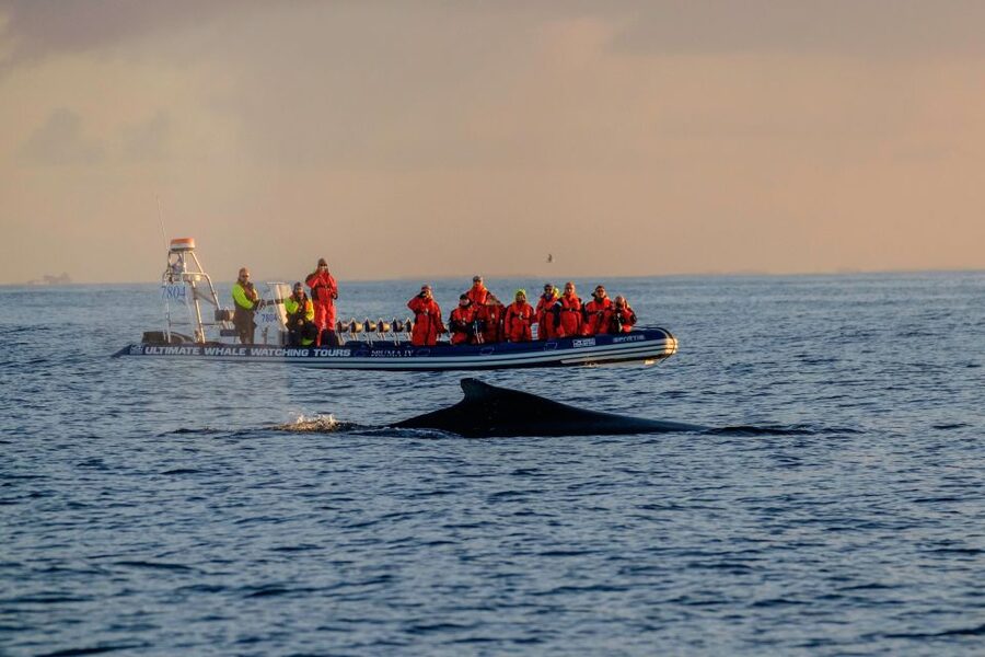 Reykjavik: Premium Whale Watching with Flexible Ticket - The 2-Hour Cruise, What It Actually Looks Like