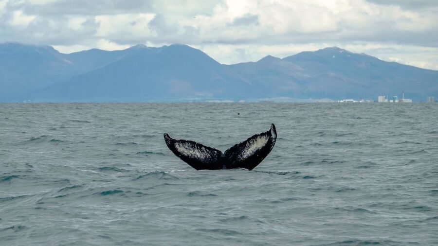 Reykjavik: Premium Whale Watching with Flexible Ticket - Comfort and Safety Details That Matter on a RIB