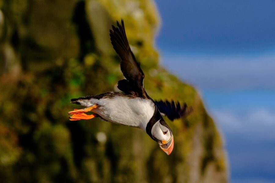 Reykjavik: Premium Whale Watching with Flexible Ticket - When You Might See Whales, and When You Might Not