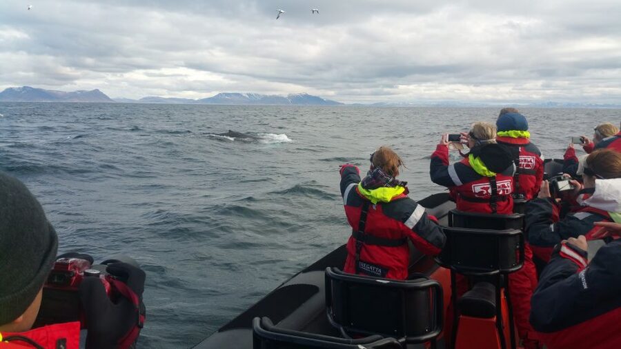 Reykjavik: Premium Whale Watching with Flexible Ticket - Price and Value: Is $202 Worth It?