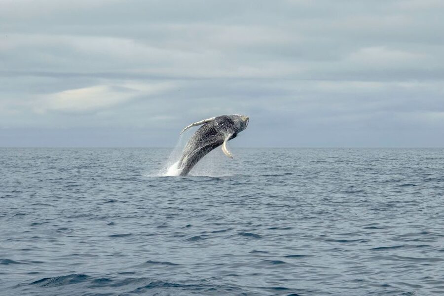 Reykjavik: Premium Whale Watching with Flexible Ticket - Flexible Ticket Rescheduling, How to Use It Smartly