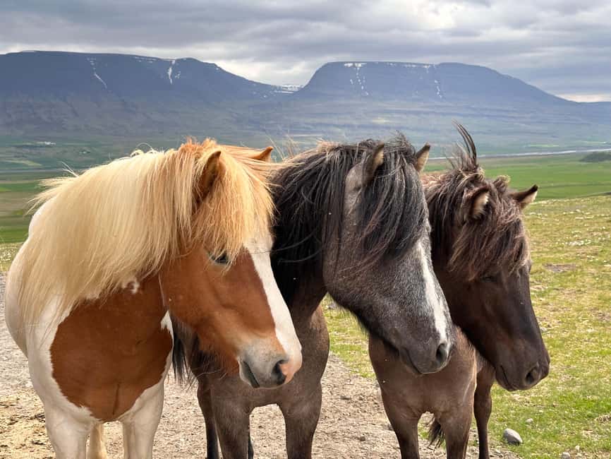 Reykjavik: PRIVATE Golden Circle tour with 5 TOP stops - Should you book this Reykjavik private Golden Circle tour?
