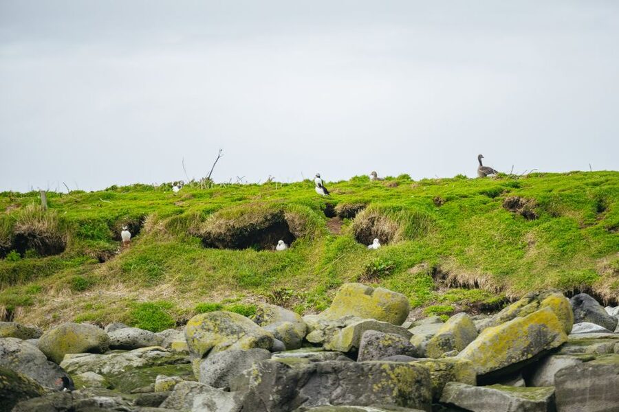 Reykjavik: Puffin Watching Boat Tour - Key things to know before you go