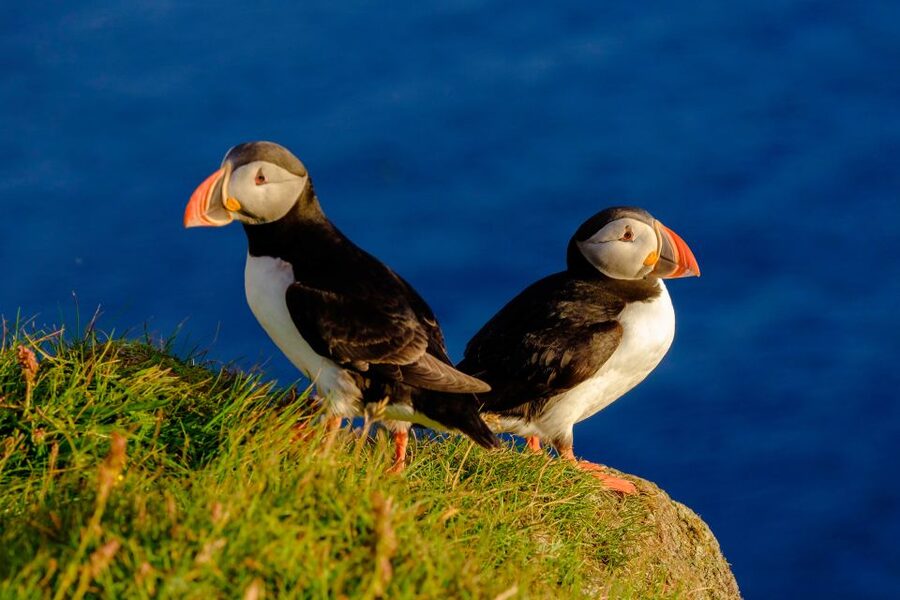 Reykjavik: Puffin Watching Tour - Zipping across Faxaflói Bay: what the RIB ride feels like