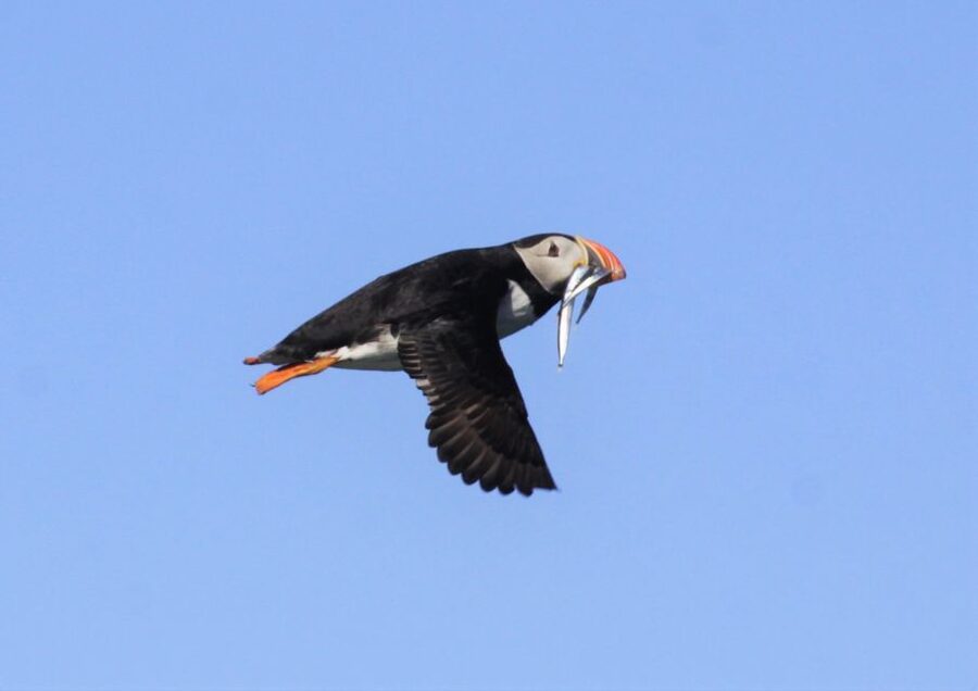 Reykjavik: Puffin Watching Tour - Where puffins show up: islands, sea cliffs, and inlets