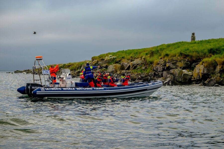 Reykjavik: Puffin Watching Tour - The bird talk that makes spotting easier, not harder