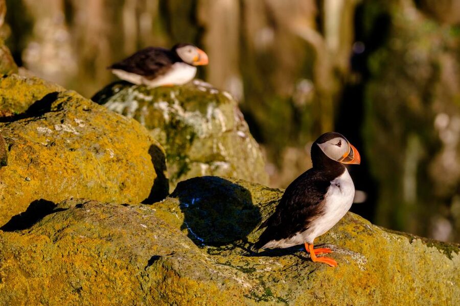 Reykjavik: Puffin Watching Tour - What else you should expect on a short, 1-hour schedule