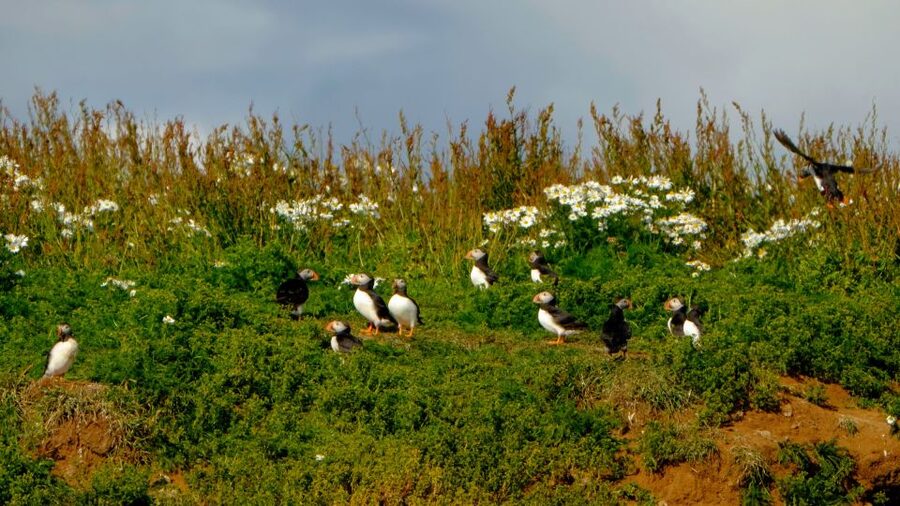 Reykjavik: Puffin Watching Tour - Price and value: why $101 can make sense here