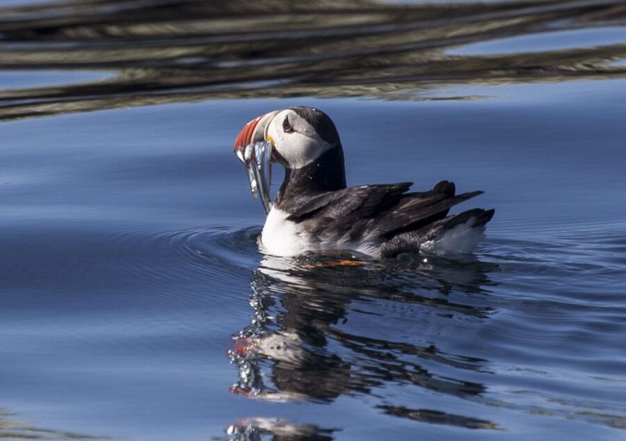 Reykjavik: Puffin Watching Tour by RIB Speedboat - Meet at the wooden huts: what to do before you even see birds