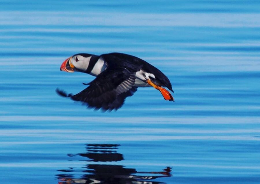 Reykjavik: Puffin Watching Tour by RIB Speedboat - Gear and comfort: waterproof suit, goggles, and staying warm while you scan the water