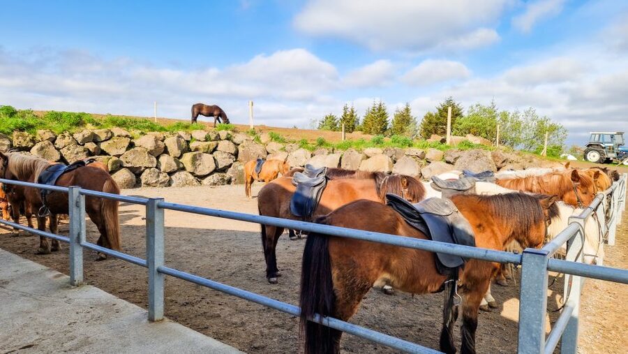 Reykjavik: Red Lava Horse Riding Tour - The Tour Flow: From Short Drive to Real Riding Time