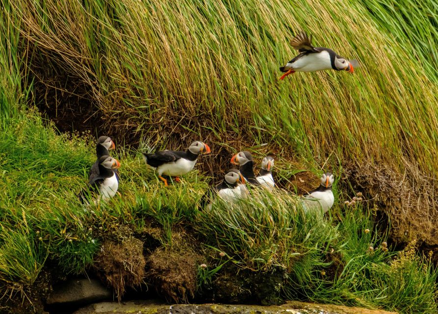 Reykjavík: RIB Speed-Boat Puffin Watching Tour - The big idea: seeing puffins from close range in just one hour