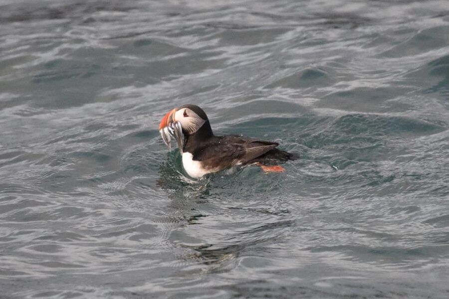 Reykjavík: RIB Speed-Boat Puffin Watching Tour - Gear that actually helps: waterproof suit, goggles, and life vest