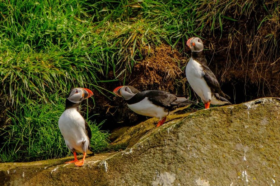 Reykjavík: RIB Speed-Boat Puffin Watching Tour - Comfort and reality checks: suits help, but wind and seats are part of it