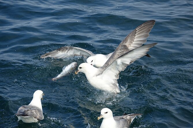 Reykjavik's Finest Catch: Guided Sea Angling Tour for All Levels - What you can catch, and what that means for your odds
