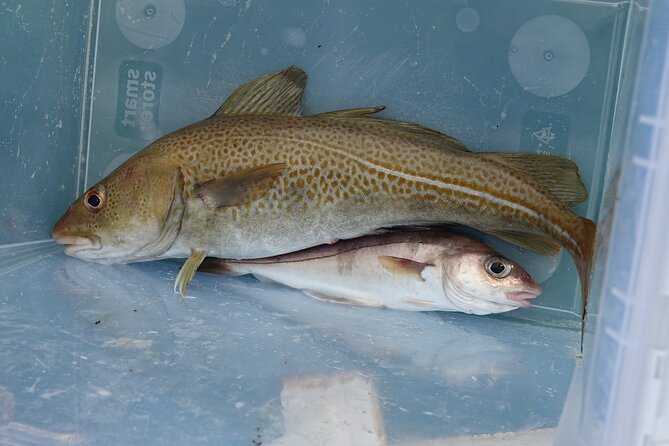 Reykjavik's Finest Catch: Guided Sea Angling Tour for All Levels - Weather and sea conditions: the one thing you cannot control