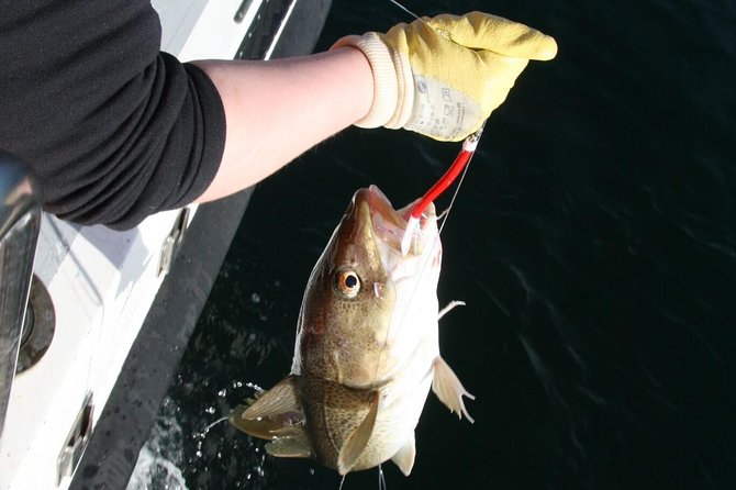 Reykjavik Sea Angling Gourmet - Faxaflói Sea Angling: A Reykjavik Activity That Feels Like Both Lesson and Adventure