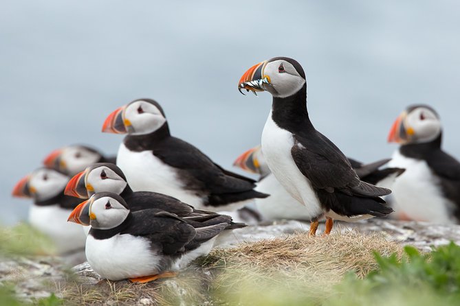 Reykjavik Shore Excursion: Puffin Sightseeing Cruise - Quick reasons this puffin cruise works