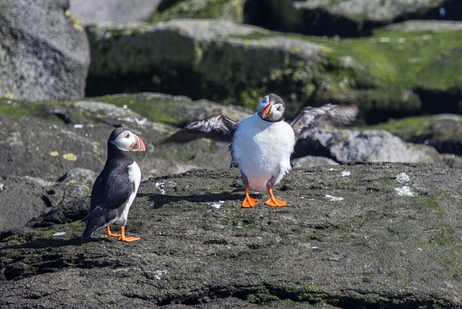 Reykjavik Shore Excursion: Puffin Sightseeing Cruise - Akurey Island: the puffin target right off Reykjavik