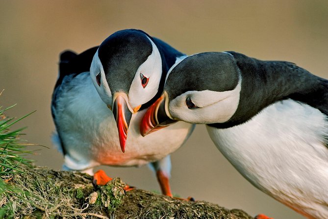 Reykjavik Shore Excursion: Puffin Sightseeing Cruise - The 15-minute cruise out: listen, relax, and start spotting