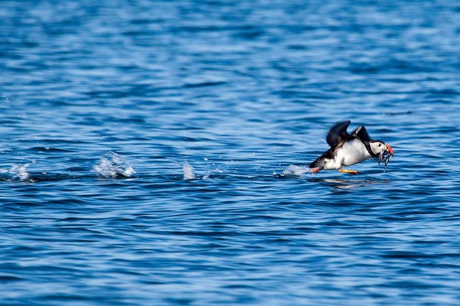 Reykjavik Shore Excursion: Puffin Sightseeing Cruise - Circling Akurey: where the puffins usually show up