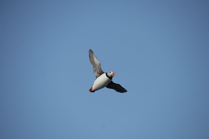 Reykjavik Shore Excursion: Puffin Sightseeing Cruise - The engine-silenced photo moment (and why it helps)
