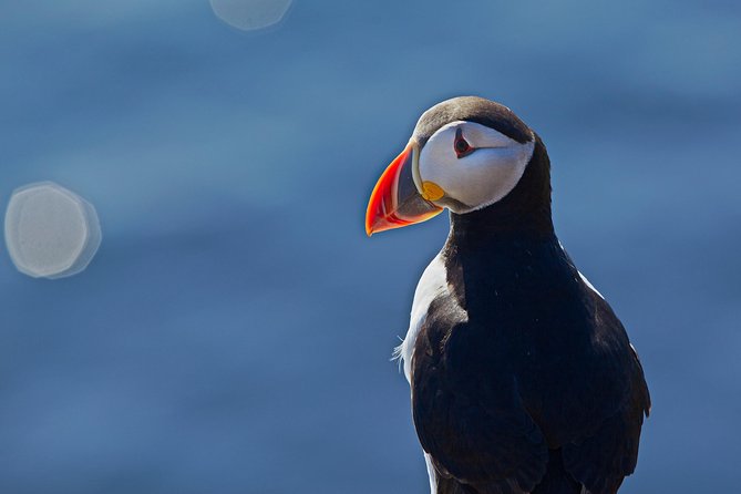 Reykjavik Shore Excursion: Puffin Sightseeing Cruise - The guide and commentary: learning that actually connects to sightings