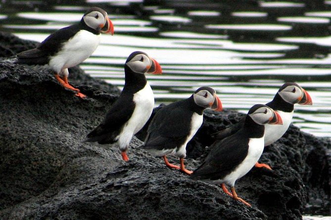 Reykjavik Shore Excursion: Puffin Sightseeing Cruise - Price and value: what you’re really paying for
