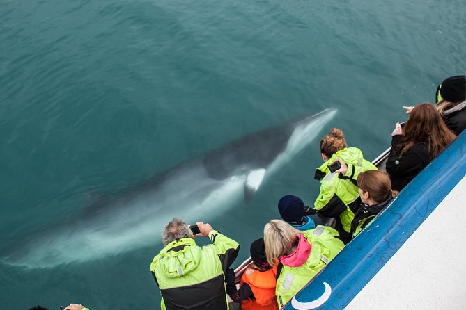 Reykjavik Shore Excursion: Whale-Watching Cruise - Skarfabakki Harbour, Pickup Timing, and Where You Start