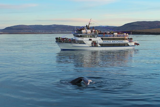 Reykjavik Shore Excursion: Whale-Watching Cruise - What You Might See: Porpoises, Dolphins, Minke, Humpbacks