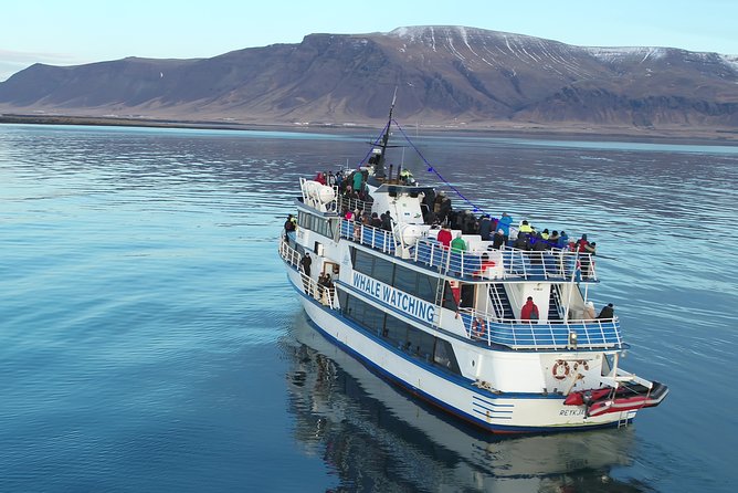 Reykjavik Shore Excursion: Whale-Watching Cruise - Price and Value: What $108.13 Buys You in Real Life