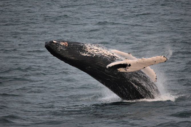Reykjavik Shore Excursion: Whale-Watching Cruise - 2.5 or 3.5 Hours on the Water Around Faxafloi Bay