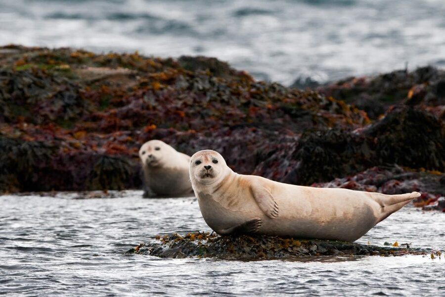 Reykjavik: Small-Group Snæfellsnes Day Trip - Key Highlights You Will Feel the Most