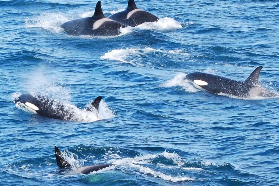 Reykjavik: the Original 3-Hour Whale Watching Tour - Key things I’d circle before you book