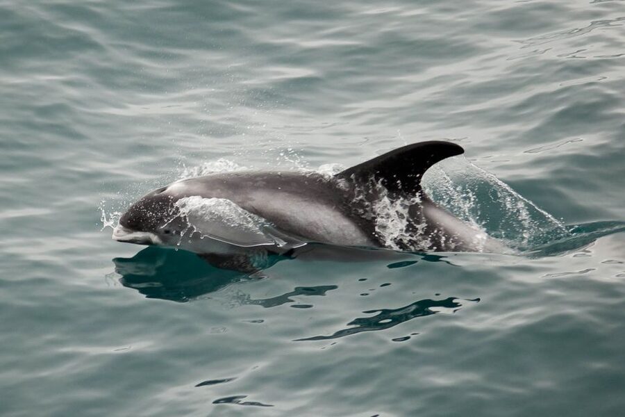 Reykjavik: the Original 3-Hour Whale Watching Tour - Who this tour suits best