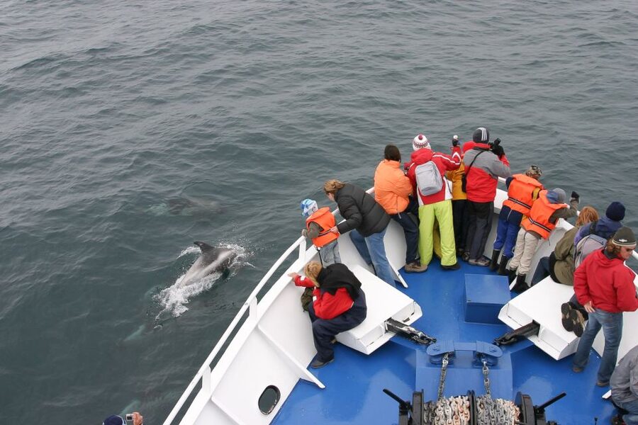 Reykjavik: the Original 3-Hour Whale Watching Tour - Old Harbour check-in, then the Whale Watching Centre warm-up