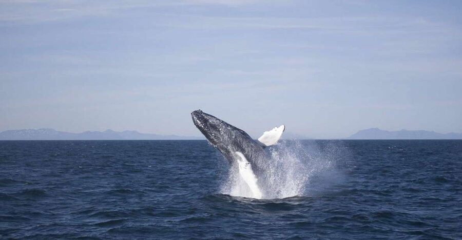 Reykjavik: the Original 3-Hour Whale Watching Tour - Marine biologist guidance that helps you see more than you’d guess