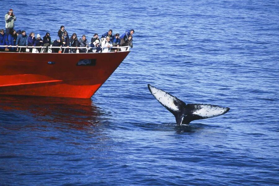 Reykjavik: the Original 3-Hour Whale Watching Tour - Warm overalls, hot drinks, and staying comfortable when it is cold