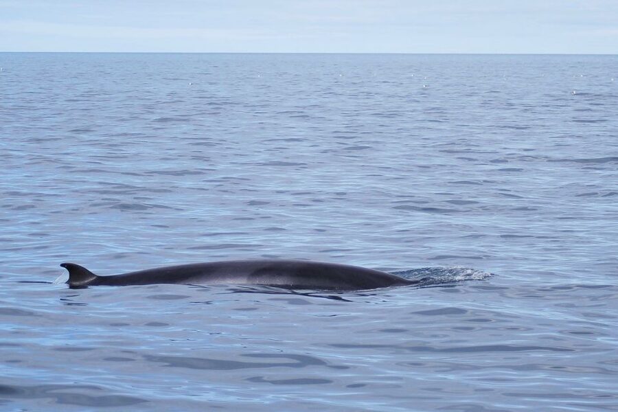 Reykjavik: the Original 3-Hour Whale Watching Tour - What wildlife you might see, and why the behavior is the point