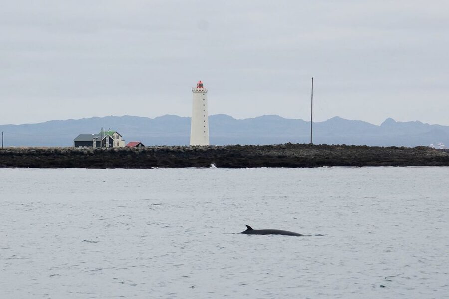 Reykjavik: the Original 3-Hour Whale Watching Tour - Price and value: is $108 worth it?