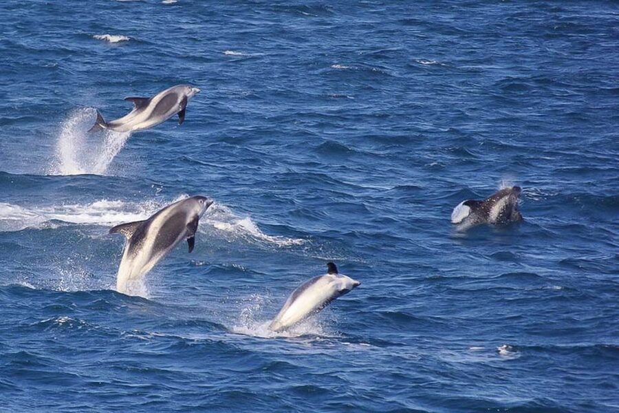 Reykjavik: the Original 3-Hour Whale Watching Tour - Season notes: winter cold and summer light