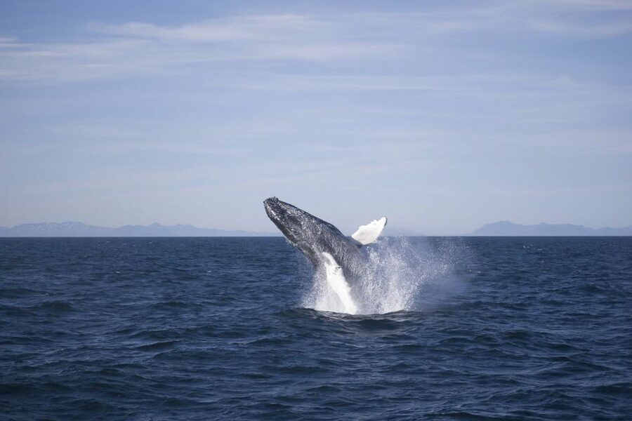Reykjavik: the Original 3-Hour Whale Watching Tour - Faxaflói bay in 3 hours: how the cruise actually works