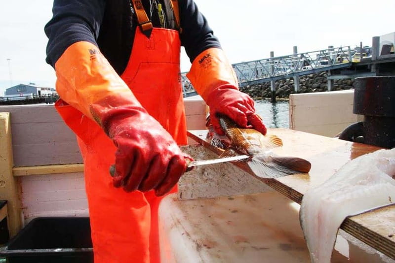 Reykjavik: Traditional Sea Fishing with BBQ Feast - The 3-hour flow: from harbor to first fishing stop, then straight to lunch