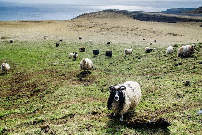 Reykjavik - Westman Islands (Bus transfer to Landeyjahöfn) - The drive to Landeyjahöfn: how to use the 2-hour ride well