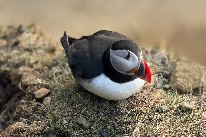 Reykjavik - Westman Islands (Bus transfer to Landeyjahöfn) - Ferry tickets are not included, so treat this as a two-part plan